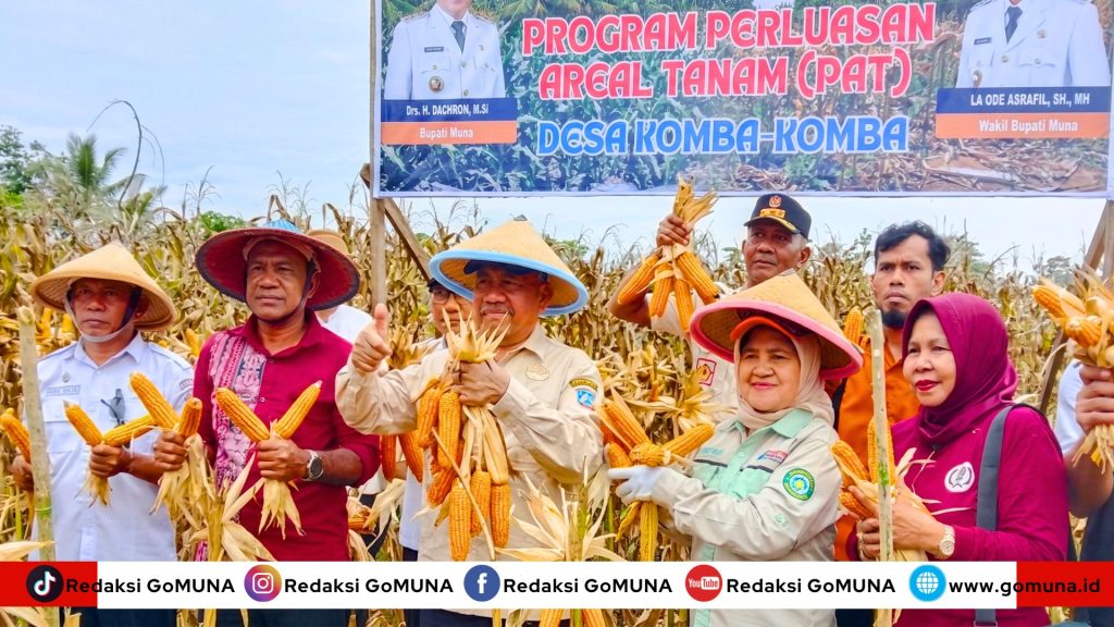 Budidaya Jagung Kuning Muna Sukses Dongkrak Ekonomi Petani (1)