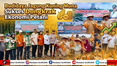 Budidaya Jagung Kuning Muna Sukses Dongkrak Ekonomi Petani