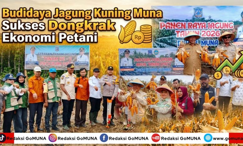 Budidaya Jagung Kuning Muna Sukses Dongkrak Ekonomi Petani
