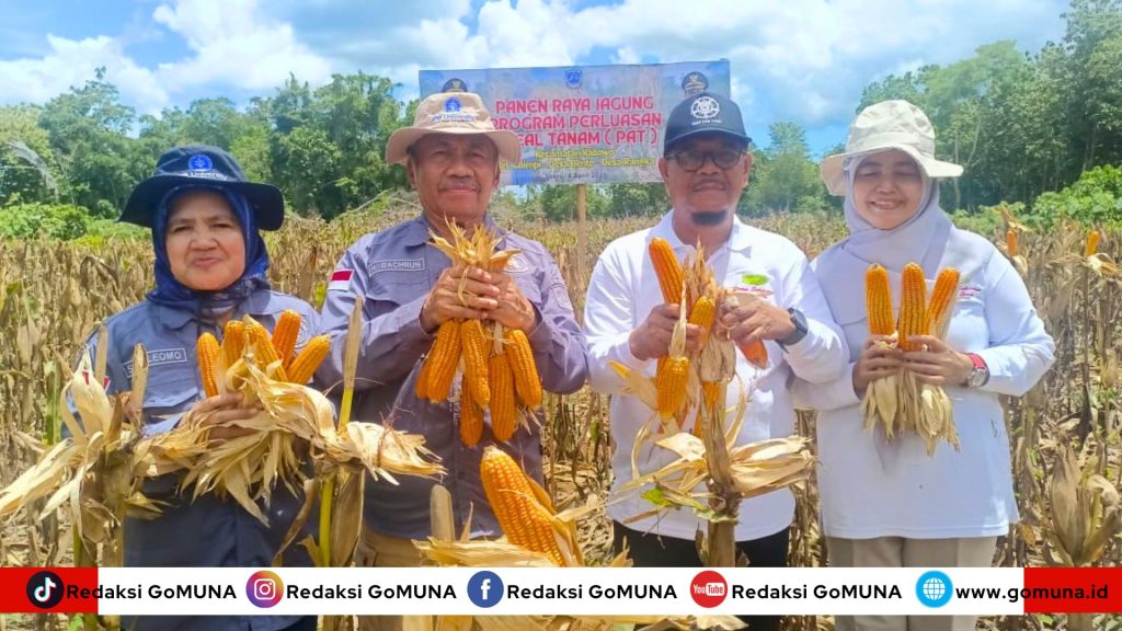 Sukses! Petani Jagung di Kabawo Raup Pendapatan Setengah Miliar (1)