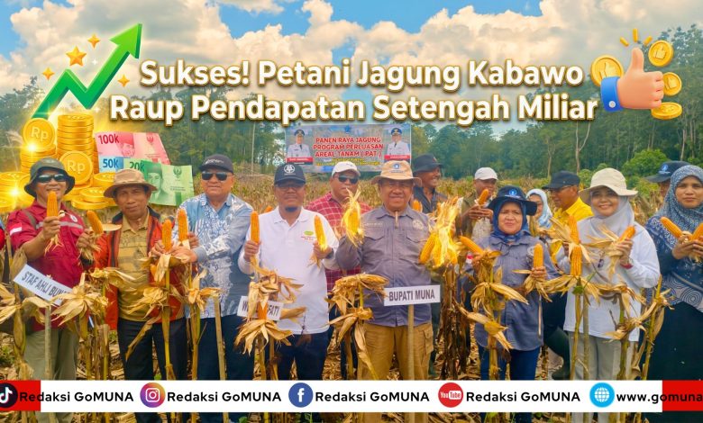 Sukses! Petani Jagung di Kabawo Raup Pendapatan Setengah Miliar